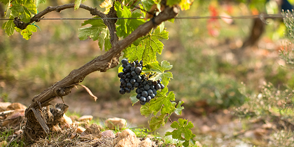 Terroir vinicole Saint Julien d'Aille